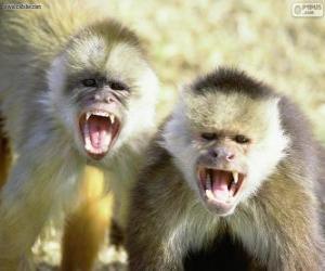 yapboz Capuchin maymunlar